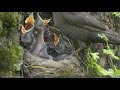 Кормление птенцов дрозда. Turdus merula /bird птицы/
