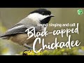 Blackcapped chickadee calls song and sounds  chickadeedeedee call seet call etc