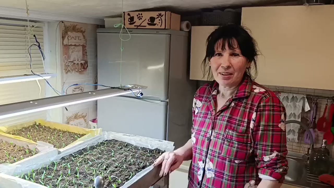 Готовка,робота,розсада і нові штани за 550 грв.