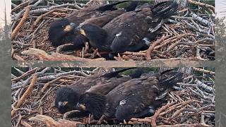 FOBBVCAM Eagles🦅 Sandy & Luna Get Their Own Fish🐡 🐠 Preen Each Other 🧼and Nap💤 2026 Jul 13