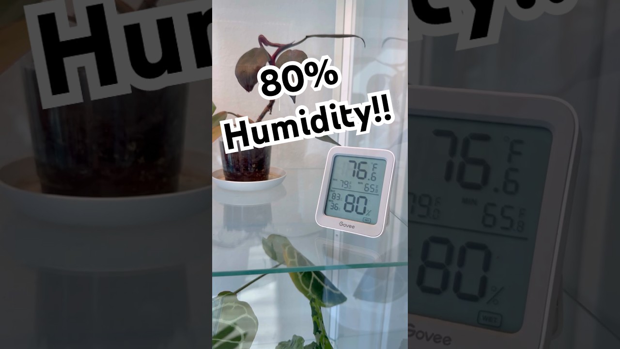 Влажность 80%!!!!! 