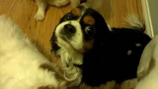 Lots of Dogs Growl at Each Other