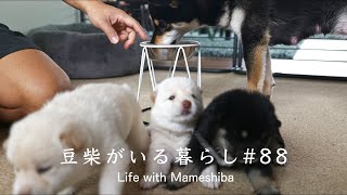 パピーよりも手作りごはんに熱中してしまう豆柴ママさん