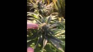 Outdoor / Greenhouse grow 53° N 1st week October 2016 5th week flow...