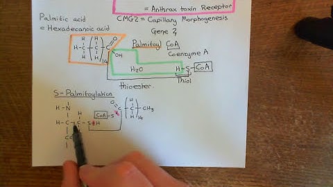 The Anthrax Toxin Part 1