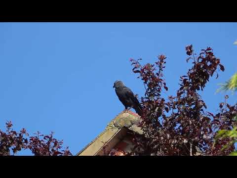 Western jackdaw alarm calling, Milton Keynes UK, June 2021 (Corvus monedula)