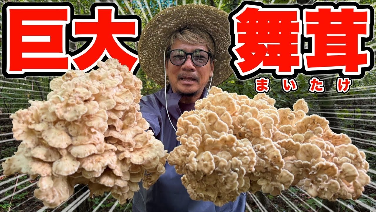 【神回】震えるほどデカいキノコ。道なき道で見つけた「幻の白舞茸」がこれだ。(佐藤偉知郎の仙人会 極秘ファイルNo.1)