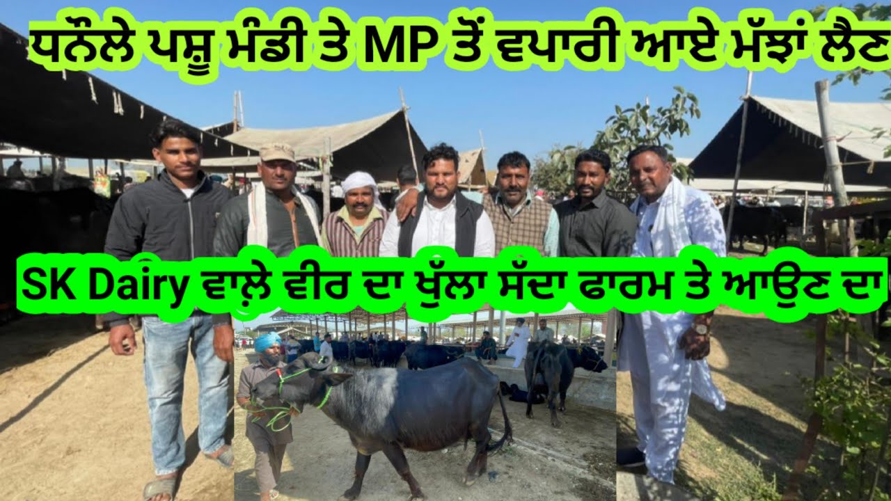 SK dairy Farm। ਧਨੌਲੇ ਮੰਡੀ ਤੇ ਮੱਧ ਪ੍ਰਦੇਸ਼ ਦੇ ਬੰਦੇ ਆਏ ਮੱਝਾਂ ਲੈਣ। Madhya Pardesh Farmer।