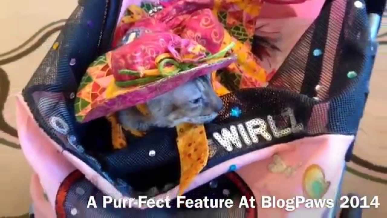 Cat Style Lounge At BlogPaws Presented By HausPanther