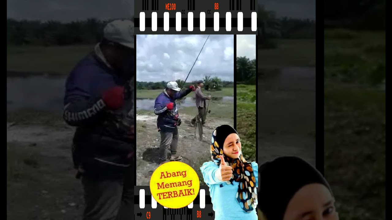 Memancing Ikan Toman mengunakan umpan hati ayam #bangauterbang 