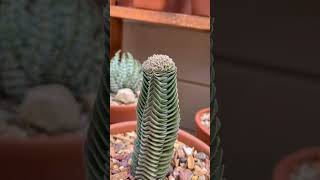 Succulent Crassula Buddha&#39;s Temple #shorts #share #suculents #crassula #tiktok #trending #top #тик