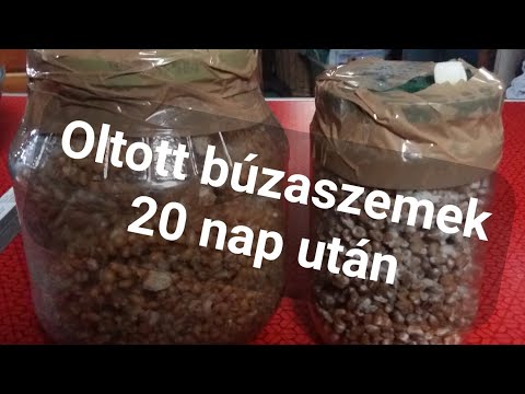 Videó: 3 egyszerű módszer a Cordyceps növekedésére