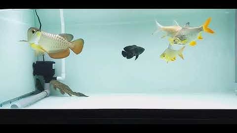 Cá Rồng Highback Dưới Cây Đèn Bị Lãng Quên Có Gì Khác Biệt ❤️