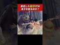 【IF】暴走した白ひげは息子を斬るのか？