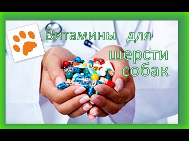 Витамины для шерсти собак. Нужны или нет.