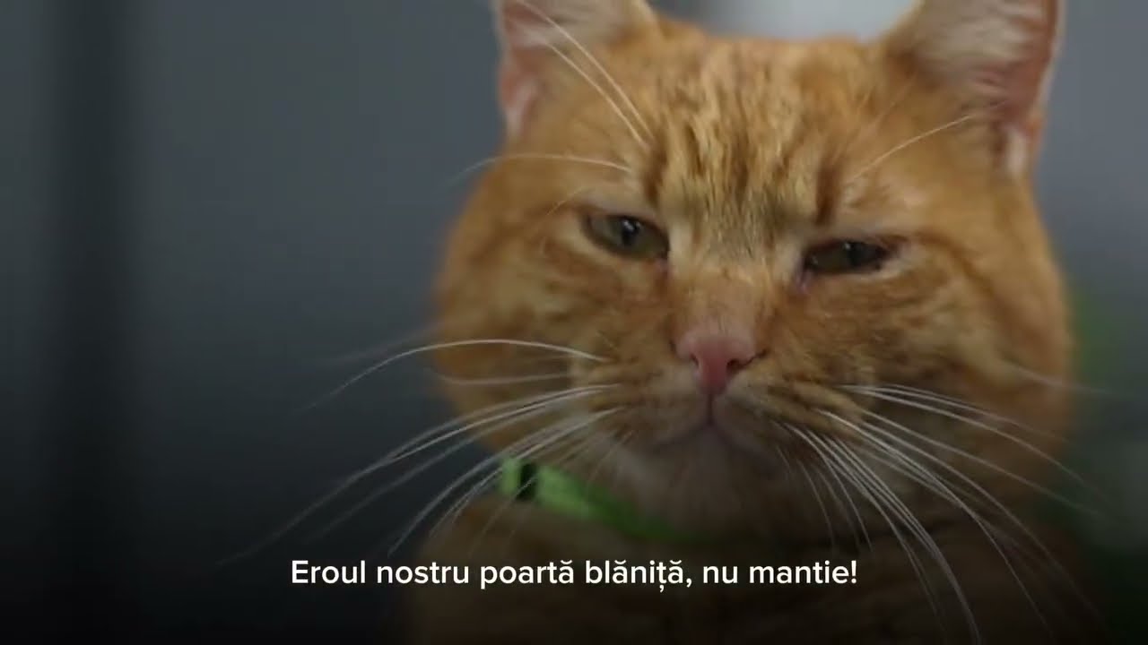 CTnews.ro | Garfield, motanul-mascotă al Polaris M Holding, vedetă pe internet