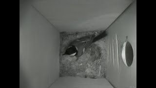 Nestbox 20180921/18:00 - 180 frames with movement