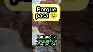 😱 Porque se quedan echados los Pollos De Engorde ✍🏼 #pollosdeengorde by Animal Production Consultoría y Comercialización 708 views 5 months ago 1 minute, 34 seconds