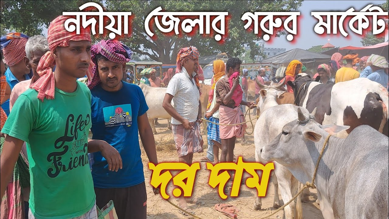 Cow market in west bengal/নদীয়া জেলার গরুর বাজােরের দরদাম