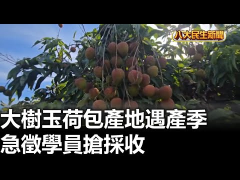 大樹玉荷包產地遇產季 急徵學員搶採收 |【民生八方事】| 2025052404 ‪@gtvnews27‬