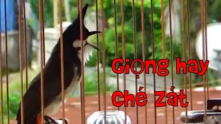 Chào mào nghệ an - Hạnh Con Cuông - NA