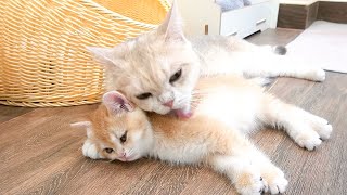 Mother cat gently cares for each kittens.