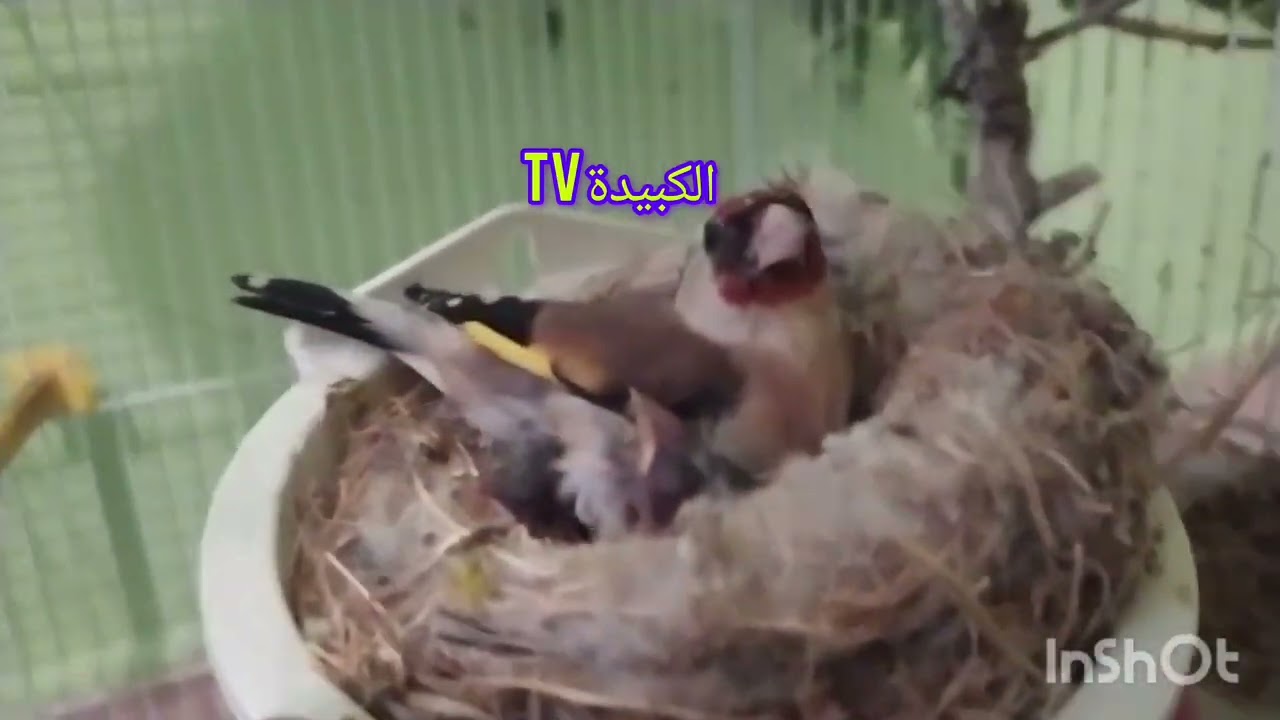 الكوبلا التي يتمناها الجميع 