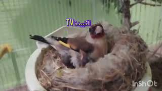 الكوبلا التي يتمناها الجميع 