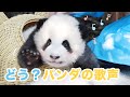 知っている?パンダは歌が歌える!(ᐢ՞•Ꙫ•՞ᐢ) | iPanda パンダ楽園