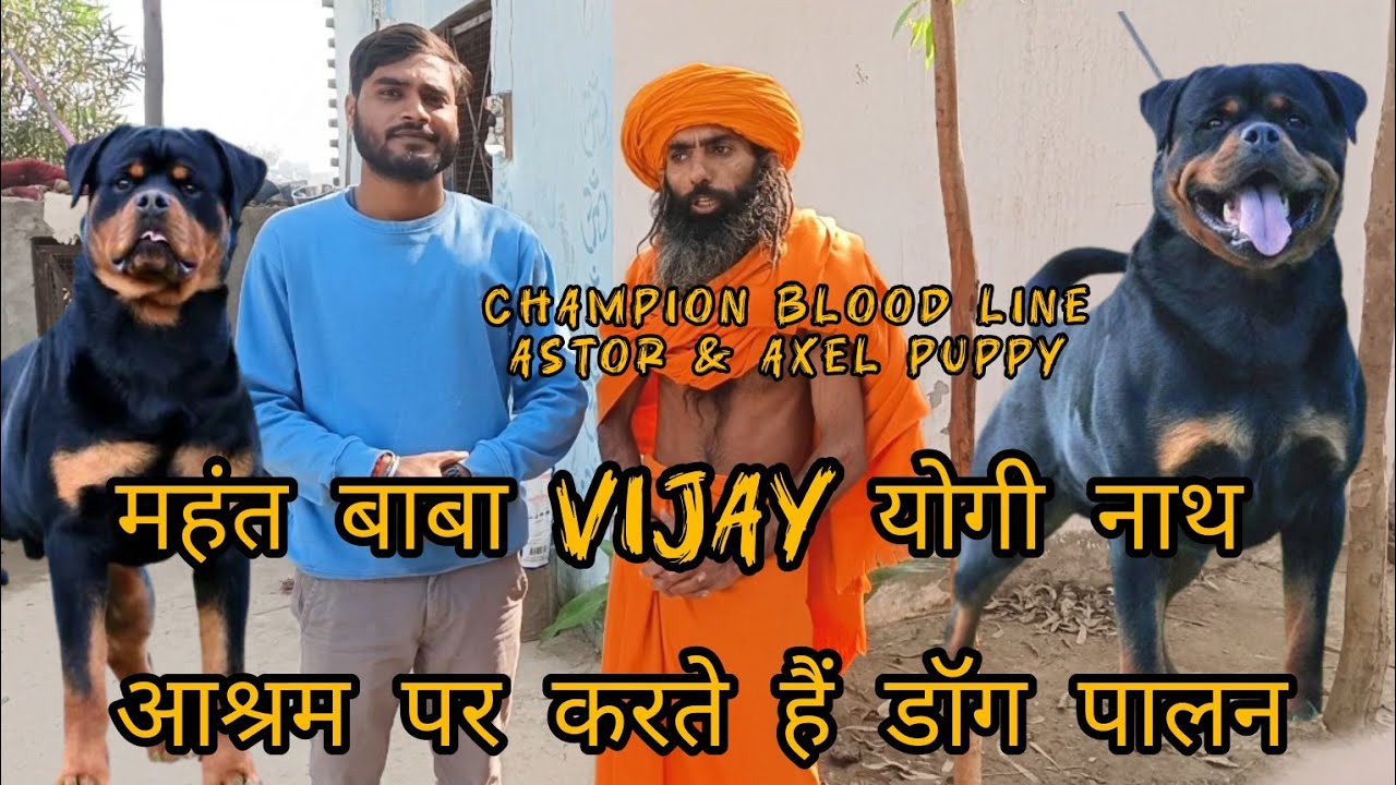 Bareilly dog farm 🥵😱 ! Uttar pradesh dog ! import line Rottweiler