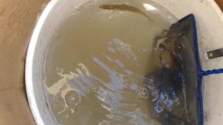 BAIT FISH Baby Jack Smelt & Shiners