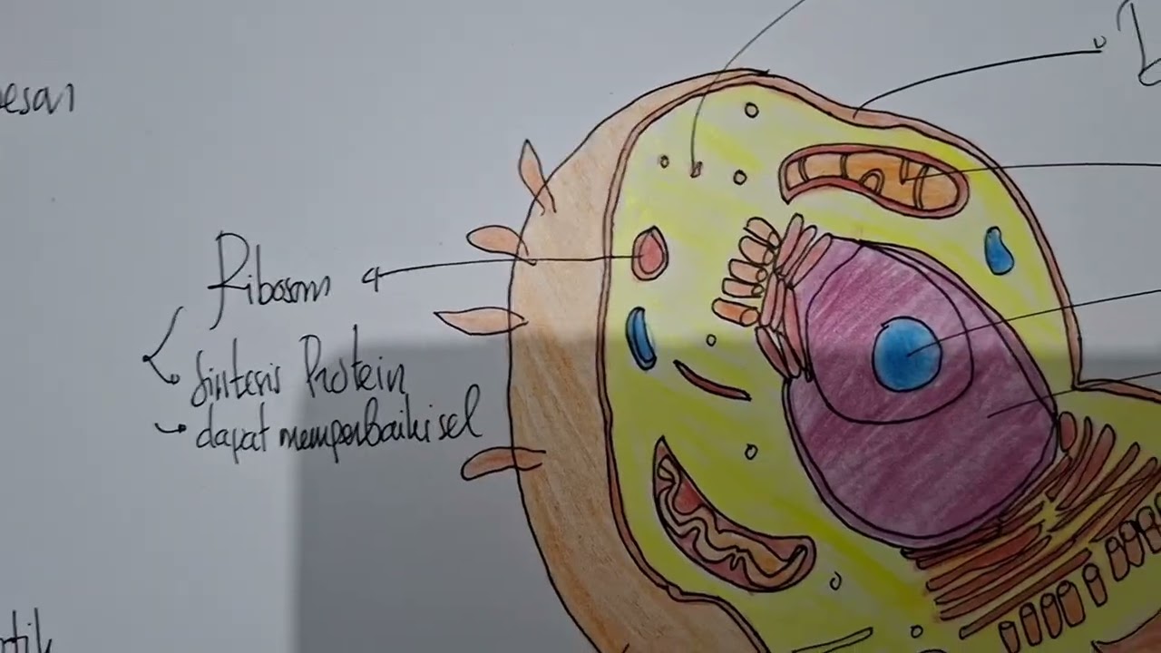 TUGAS 1 BIOLOGI, SEL DAN MOLEKUL FADLA DEWANGGA EFENDI - 124430095