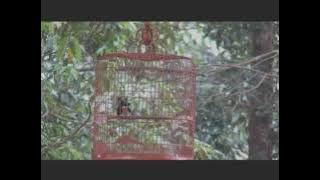 White-Rumped Shama - (Shama fighting - caged vs wild)