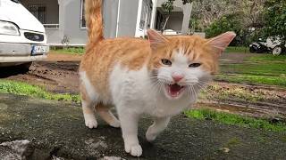 Stray Cat Suddenly Got Angry And Attacked Me While I Was Petting It