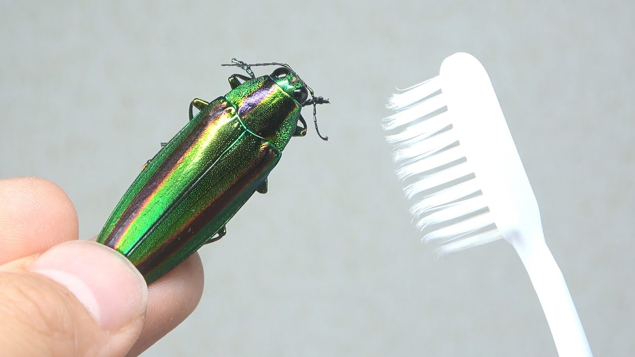 Polishing a shiny jewel beetle leads to unbelievable results