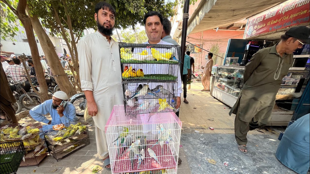 Birds Market Lalukhet Sunday Video Latest Update 26-10-25 In Urdu