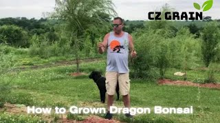 CZ Grain How to plant Willow Tree Cuttings Outdoors