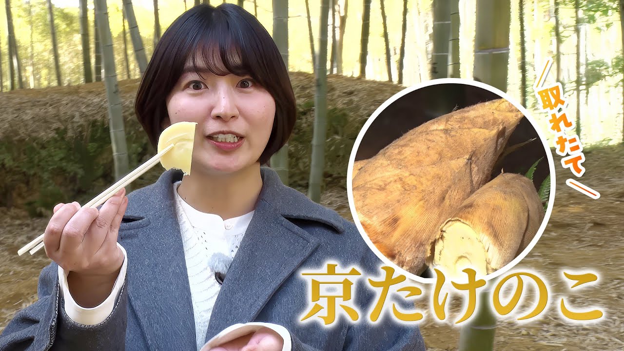 JA京都中央「京たけのこ」西田誠さん (西京区大原野)｜KBS京都テレビ