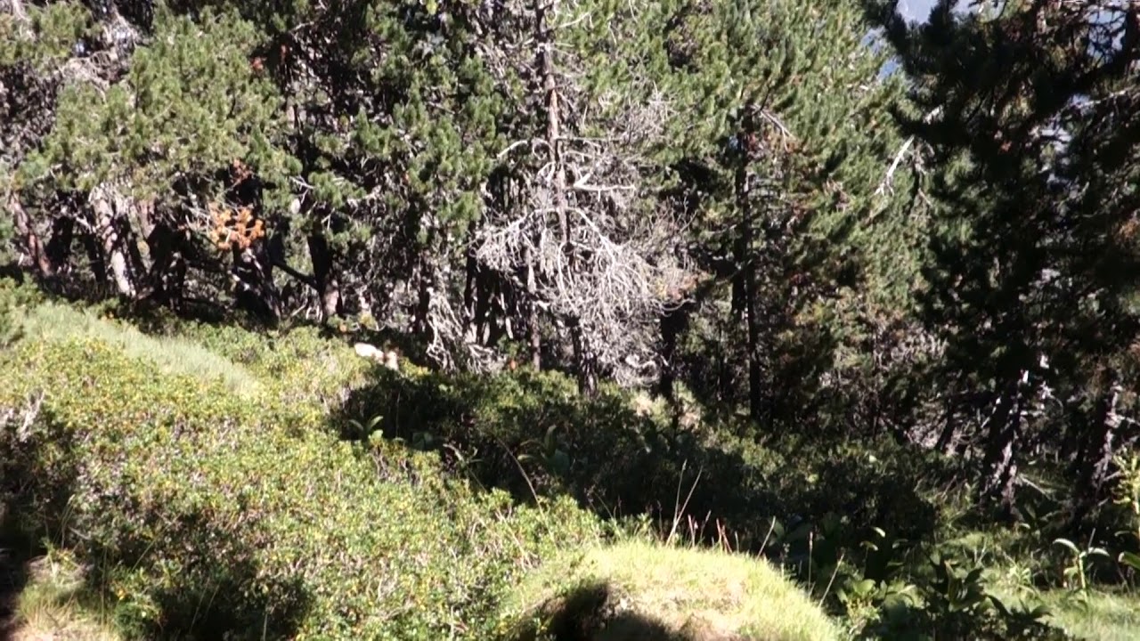 Grand tétras, suivi repro dans le 66 (jeune coq)