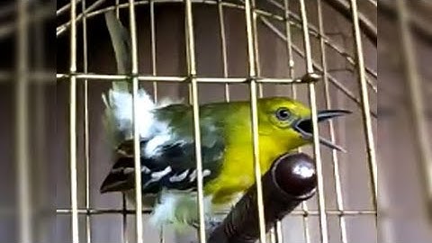 Ocehan Merdu Burung Cipoh Gacor Suara Jernih