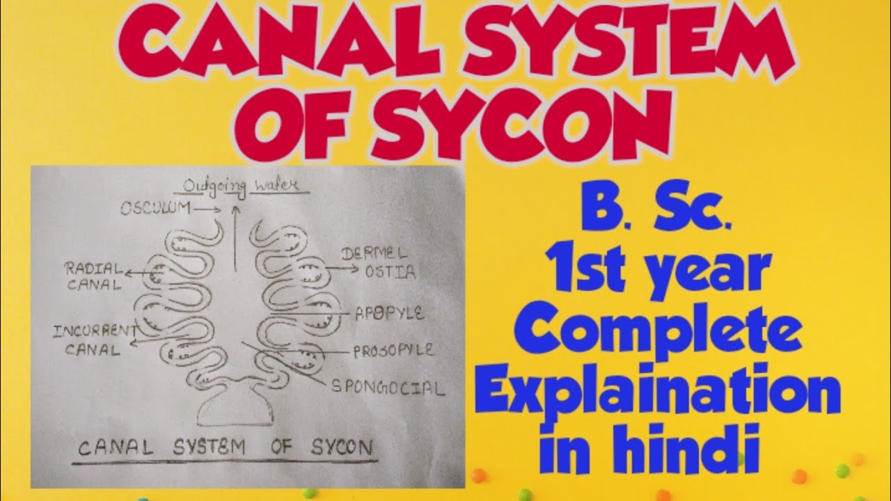 Canal system of sycom ( complete Explaination in hindi) - YouTube