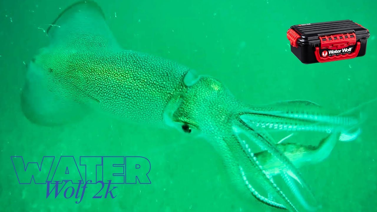 Ловля кальмаров в WaterWolf 2K — Полные кадры подводной атаки