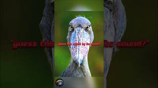Weird Animal Sounds #animal #bird #sounds #wildlife #nature