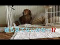 【カニンヘンダックス】誰も見てない❓#Shorts