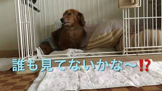 【カニンヘンダックス】誰も見てない❓#Shorts