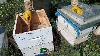تركيب العاسلة لجني العسل في شهر ماي ،  للمبتدئين في تربية النحل(02/05/21)