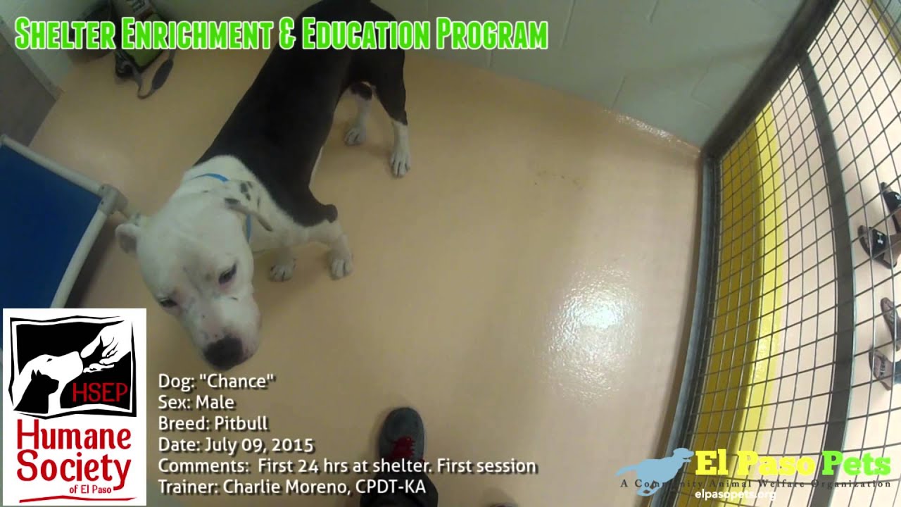 El Paso Pets Shelter Enrichment & Education at the Humane Society of