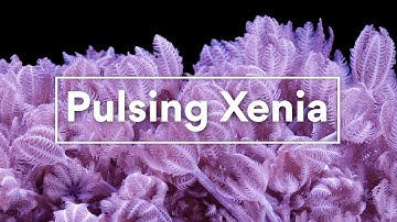Pulsing Xenia