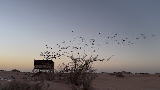 عريشة الغرابي انتاجها فاخر تبارك الله