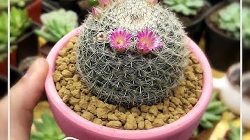 Ý nghĩa phong thuỷ cây xương rồng - Phong thuỷ cây cảnh